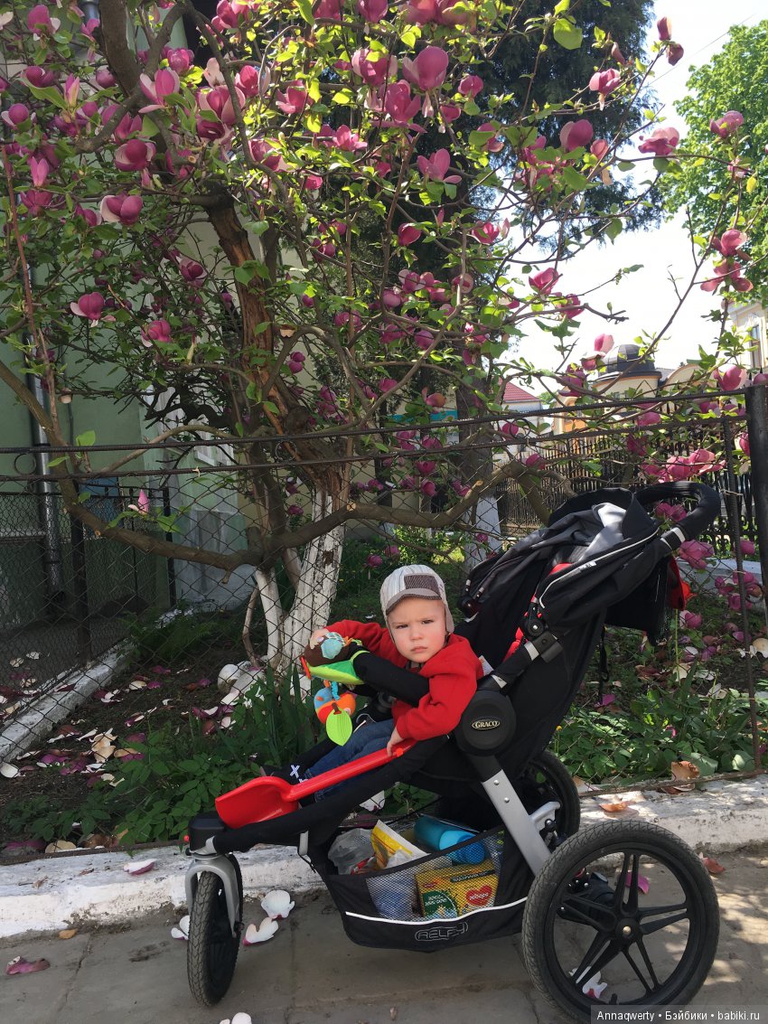 У нас зацвела магнолия — Болталка и разговоры обо всем: жизнь (фото 10)