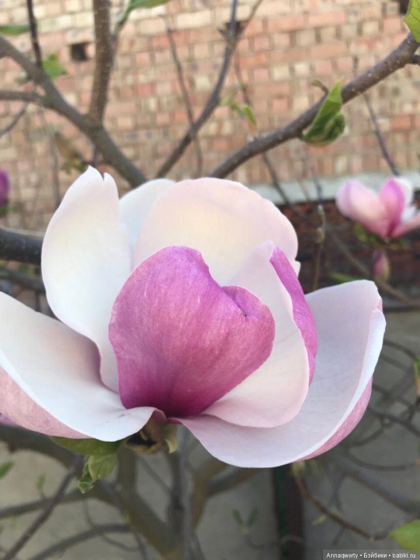 У нас зацвела магнолия — Болталка и разговоры обо всем: жизнь (фото 5)