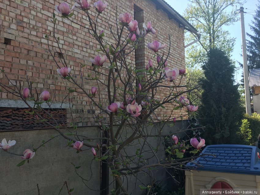 У нас зацвела магнолия — Болталка и разговоры обо всем: жизнь (фото 7)