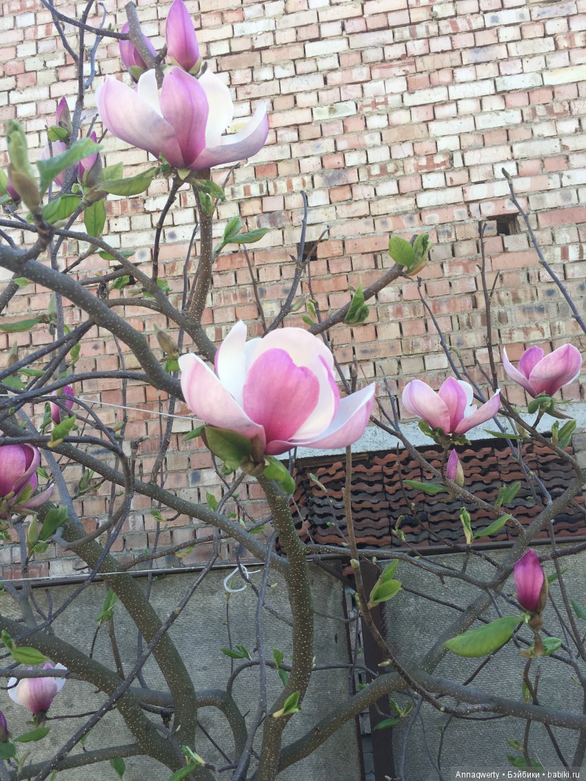 У нас зацвела магнолия — Болталка и разговоры обо всем: жизнь (фото 6)