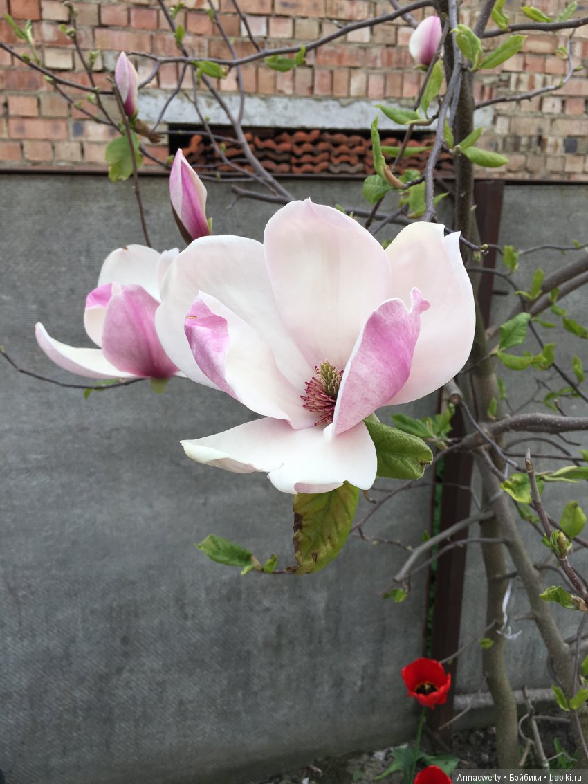 У нас зацвела магнолия — Болталка и разговоры обо всем: жизнь (фото 8)