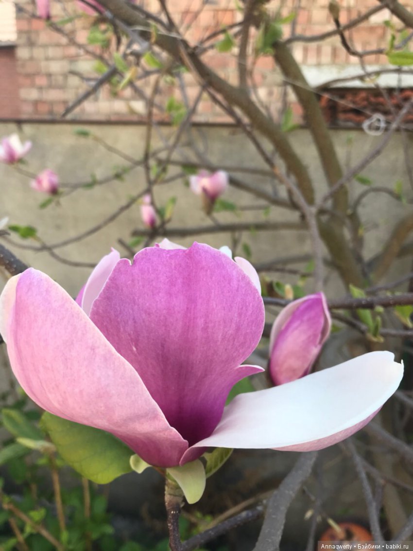 У нас зацвела магнолия — Болталка и разговоры обо всем: жизнь (фото 3)