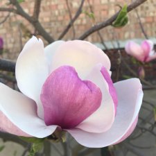 У нас зацвела магнолия