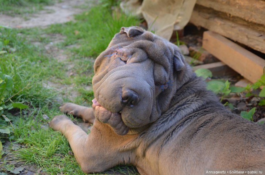 Мои девочки- азиаточки Heidi Plusczok встретили весну