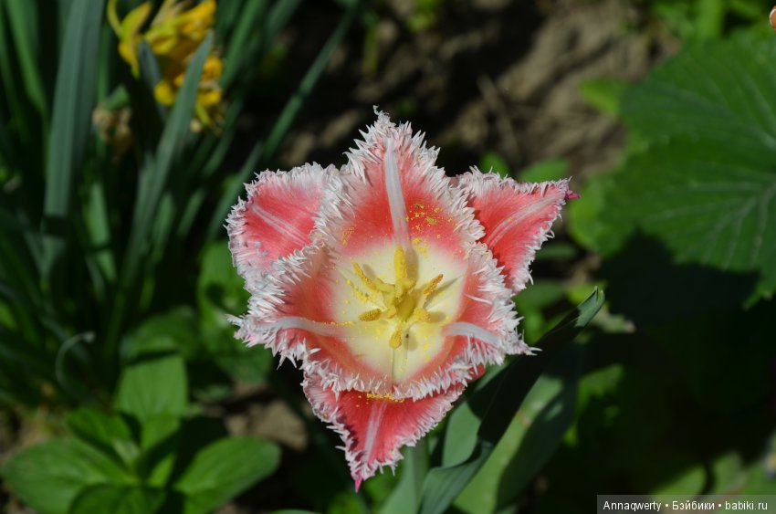 Мои девочки- азиаточки Heidi Plusczok встретили весну