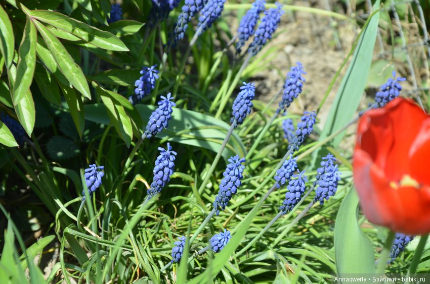 Мои девочки- азиаточки Heidi Plusczok встретили весну (фото 7)