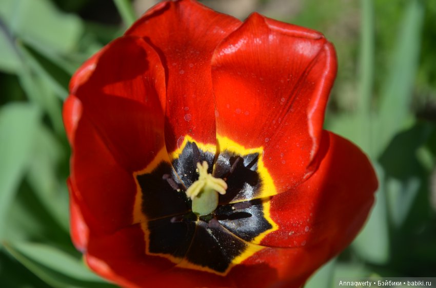 Мои девочки- азиаточки Heidi Plusczok встретили весну