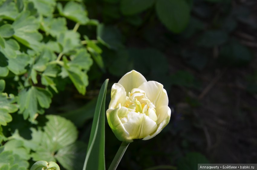 Мои девочки- азиаточки Heidi Plusczok встретили весну