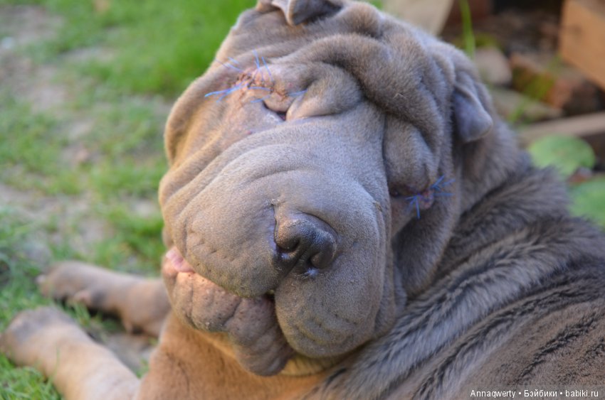 Мои девочки- азиаточки Heidi Plusczok встретили весну