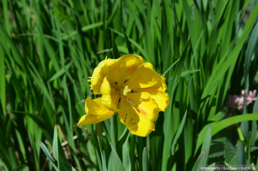 Мои девочки- азиаточки Heidi Plusczok встретили весну (фото 6)