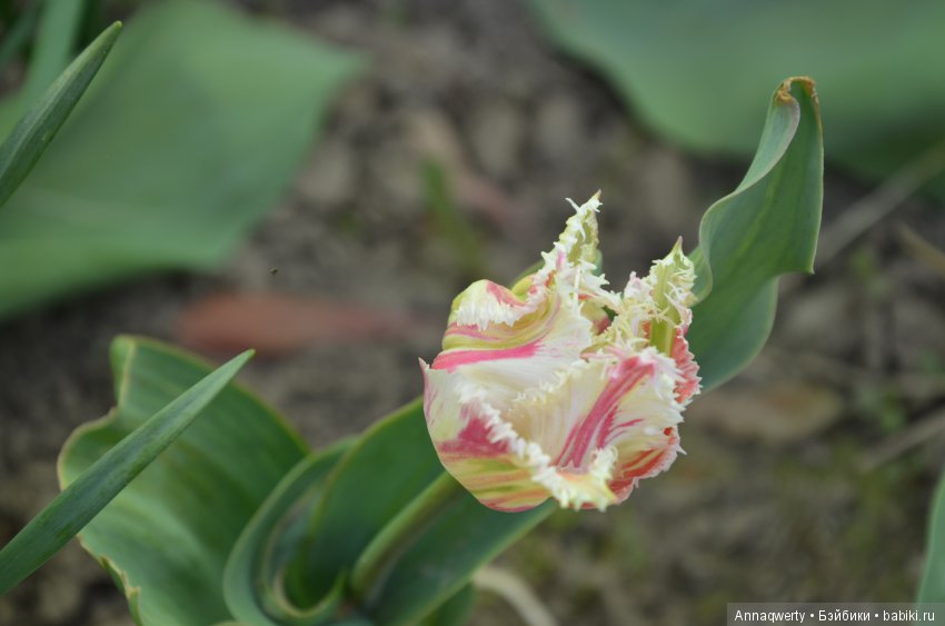 Мои девочки- азиаточки Heidi Plusczok встретили весну