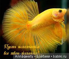 Моя мечта Сиена. Чёрное и белое