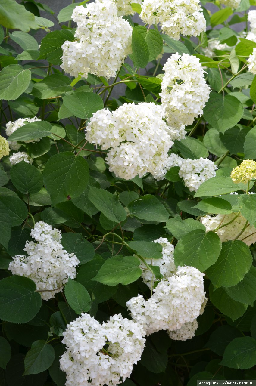 Еще одна мечталочка дома, моя Анюта | Бэйбики Еще одна мечталочка дома, моя Анюта (фото 3)