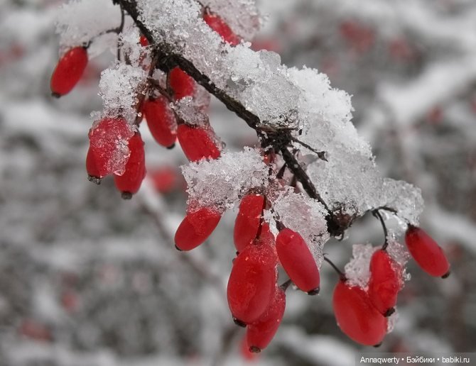 Времена года - Готц | Бэйбики Времена года - Готц — Куклы Gotz (Готц): Ханна