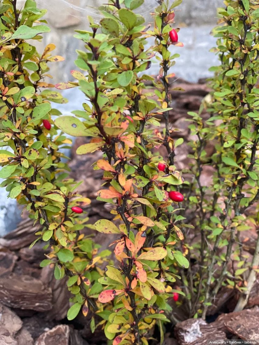 Времена года - Готц | Бэйбики Времена года - Готц — Куклы Gotz (Готц): Ханна