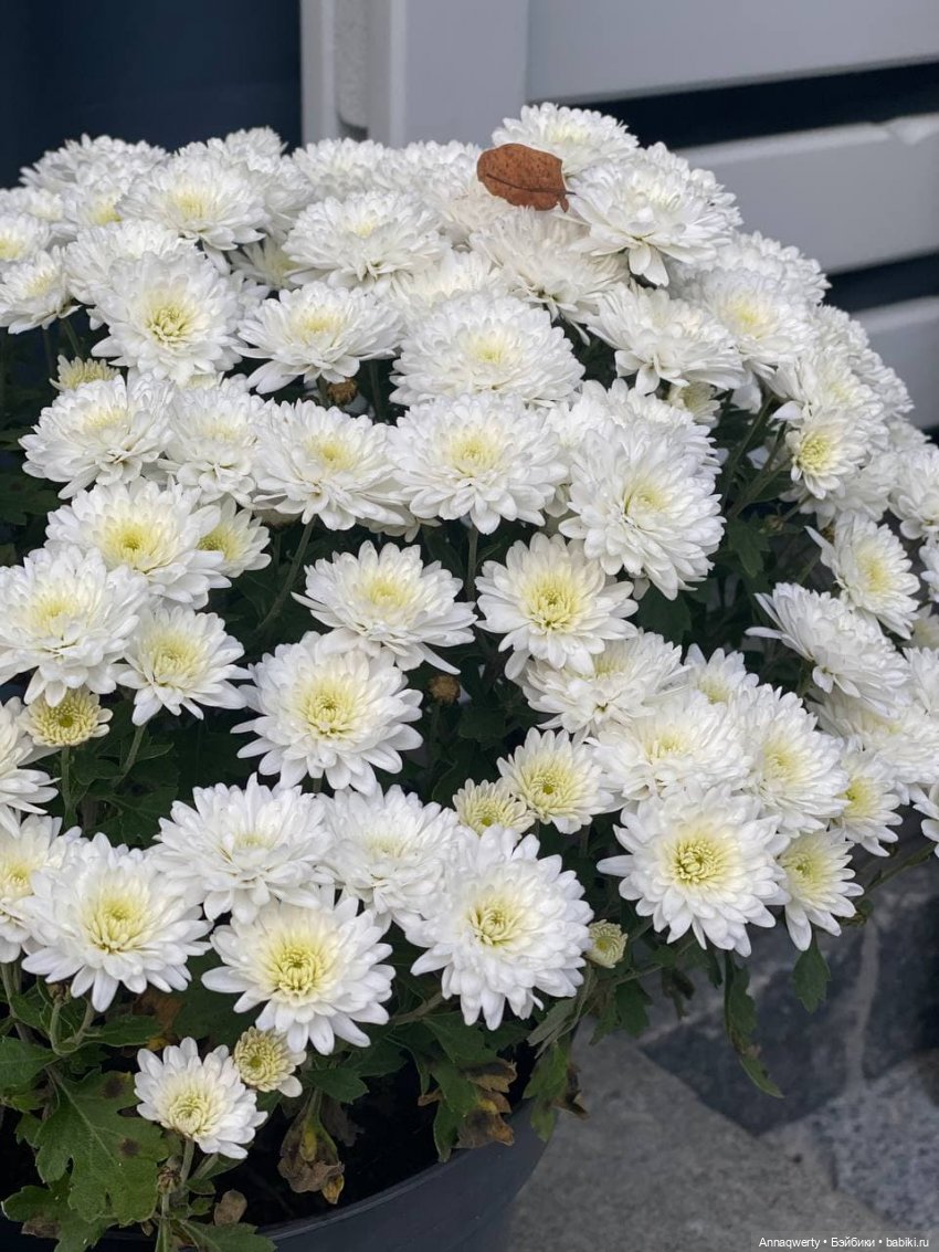 Времена года - Готц | Бэйбики Времена года - Готц — Куклы Gotz (Готц): Ханна