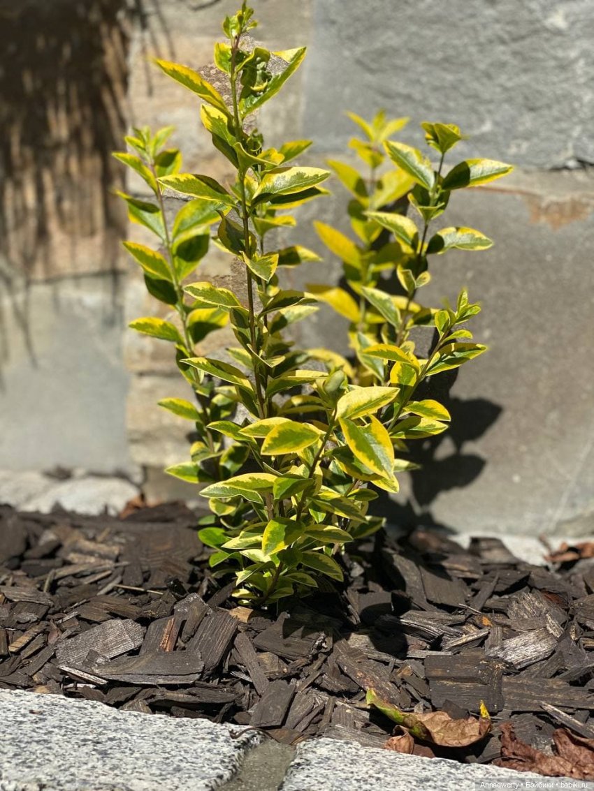 Времена года - Готц | Бэйбики Времена года - Готц — Куклы Gotz (Готц): Ханна