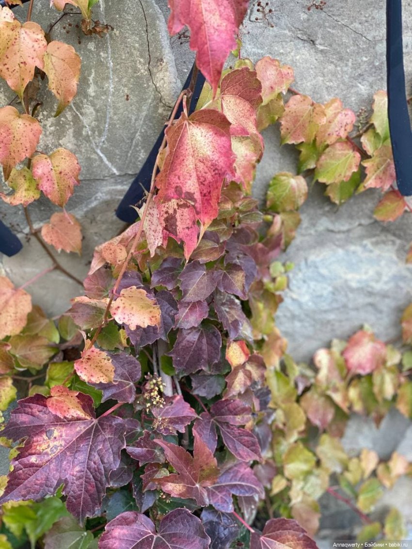 Времена года - Готц | Бэйбики Времена года - Готц — Куклы Gotz (Готц): Ханна