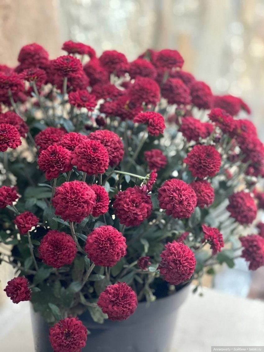 Времена года - Готц | Бэйбики Времена года - Готц — Куклы Gotz (Готц): Ханна