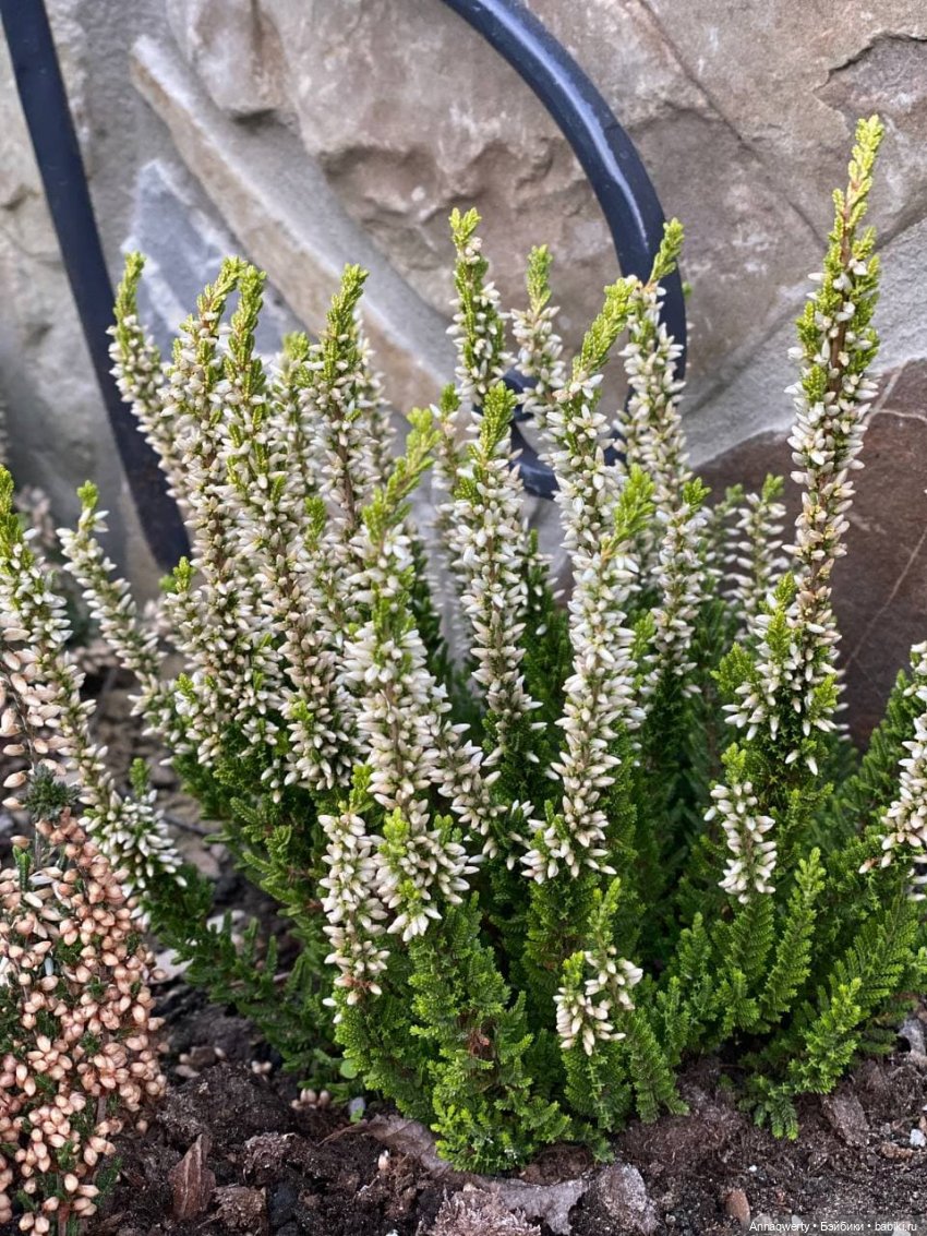 Времена года - Готц | Бэйбики Времена года - Готц — Куклы Gotz (Готц): Ханна (фото 5)