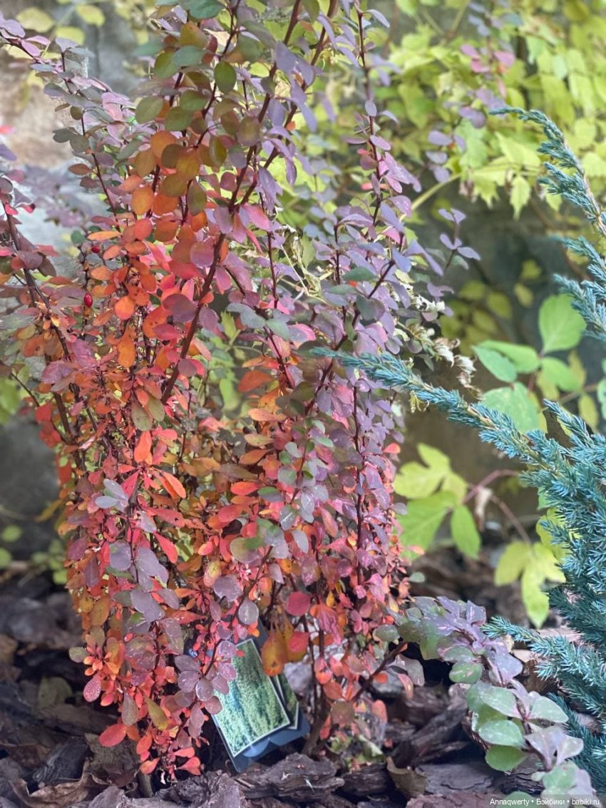 7 лет на Бейбиках.Фотоистория