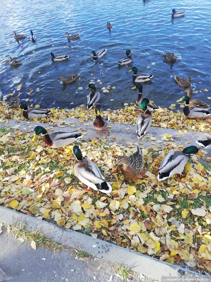 7 лет на Бейбиках.Фотоистория