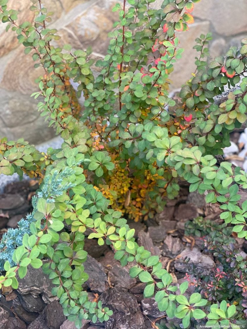 7 лет на Бейбиках.Фотоистория