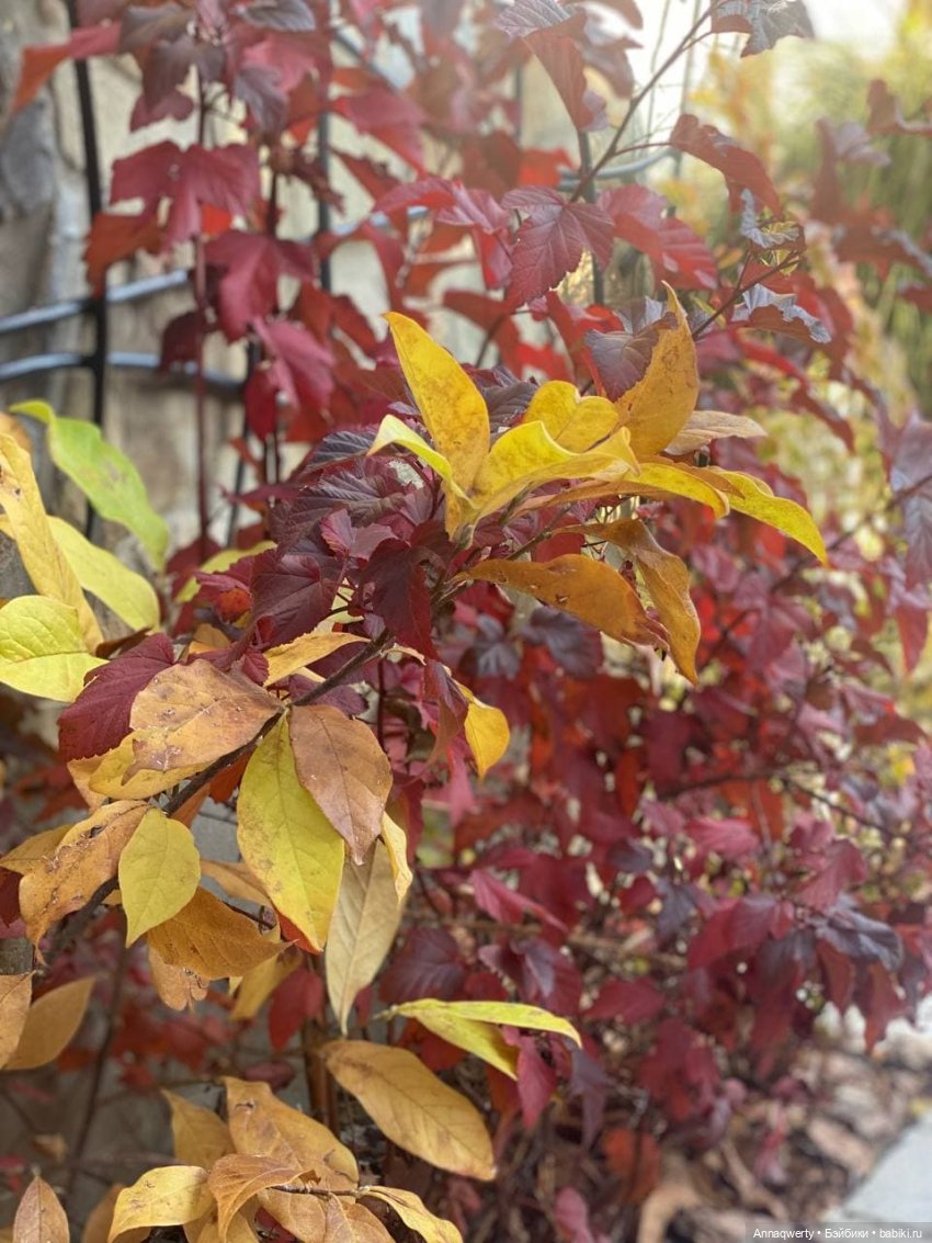 7 лет на Бейбиках.Фотоистория