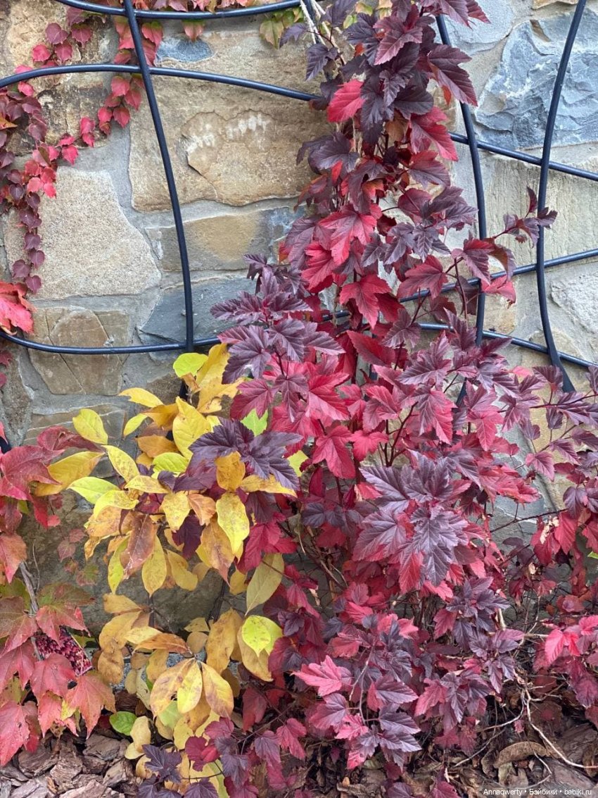 7 лет на Бейбиках.Фотоистория