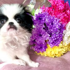 Цветочно-весеннее настроение