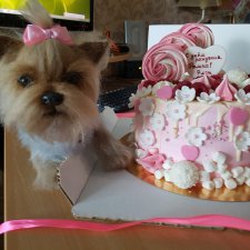 Любимый йокшир - малышка Бель