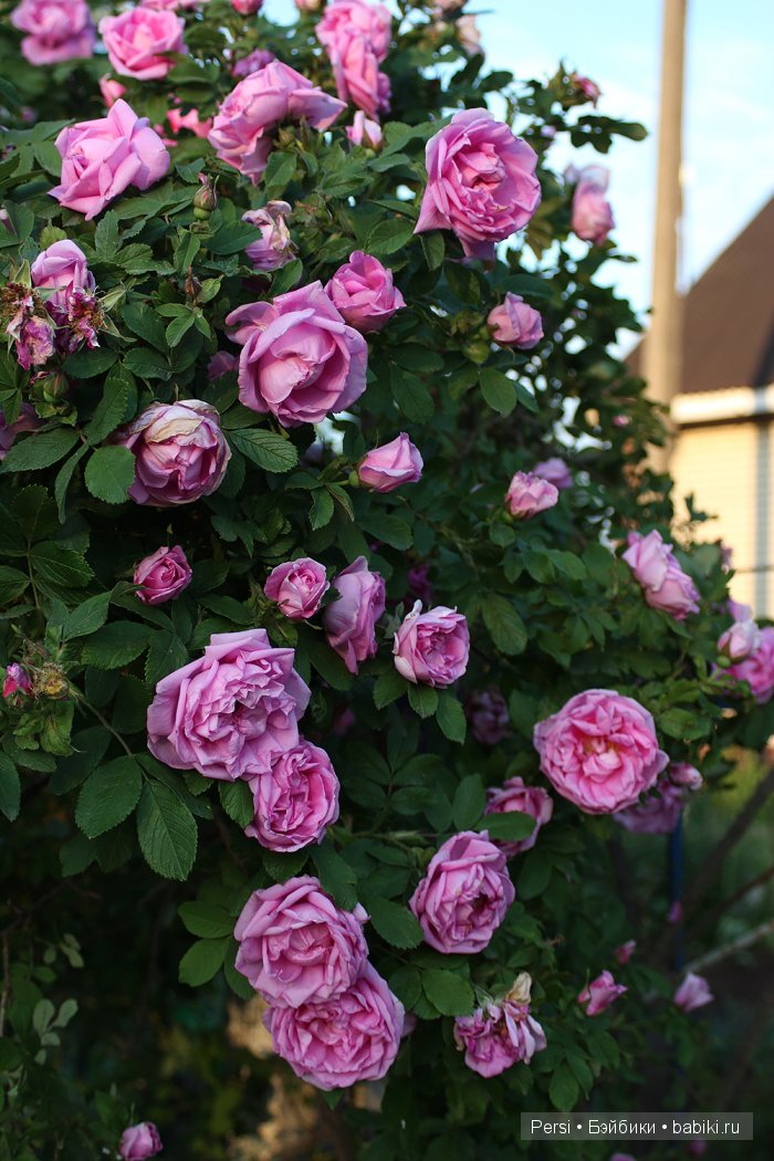 Просто хороший денёк... Souldoll kids Yeon-bee