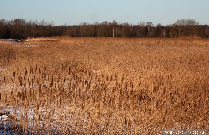 Сьюзи с грустными глазами
