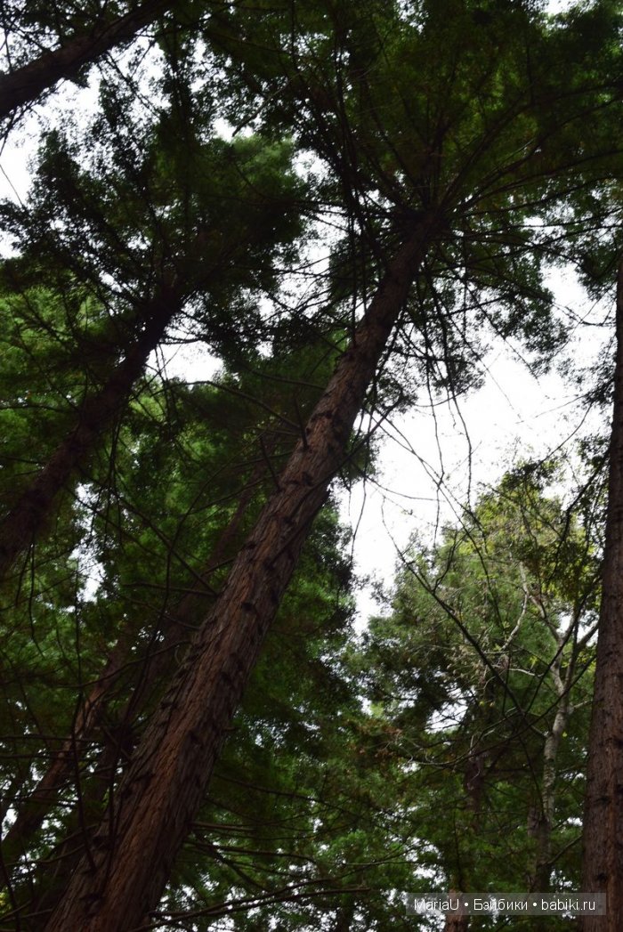 Лето в ноябре. Волшебный лес (фото 2)