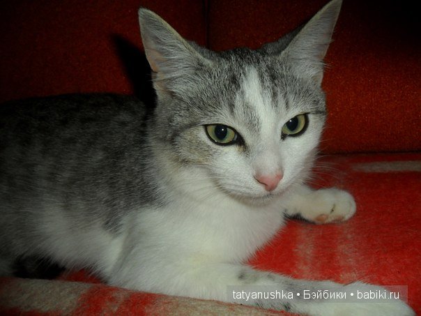 Быть или не Быть вот в чем вопрос