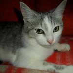 Быть или не Быть вот в чем вопрос...