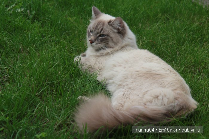 Прогулка в весеннем саду — Куклы Iplehouse (Иплхаус): BJD (БЖД) (фото 9)