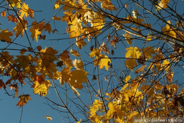 Солнечная Сонечка. Reina del Norte (фото 8)