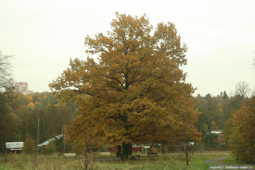 Кроет уж лист золотой влажную землю в лесу