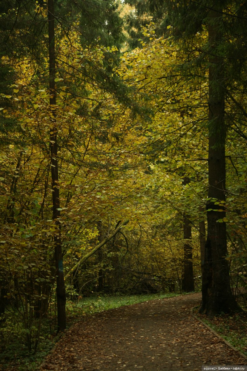 Кроет уж лист золотой влажную землю в лесу