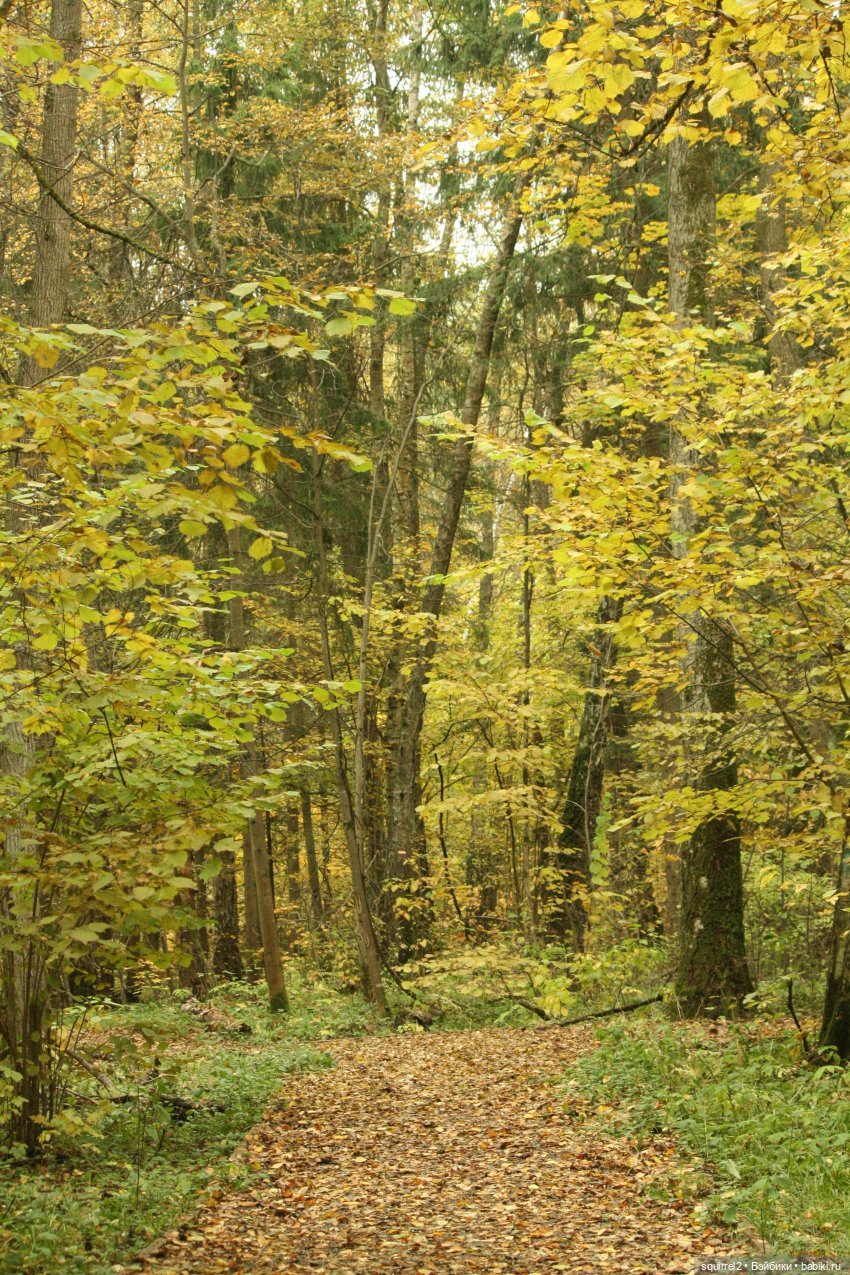 Кроет уж лист золотой влажную землю в лесу