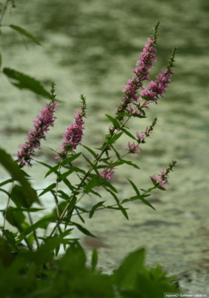 Рубиночки в августе | Бэйбики Рубиночки в августе — Куклы Ruby Red (Руби Ред) Fashion Friends: Siblies