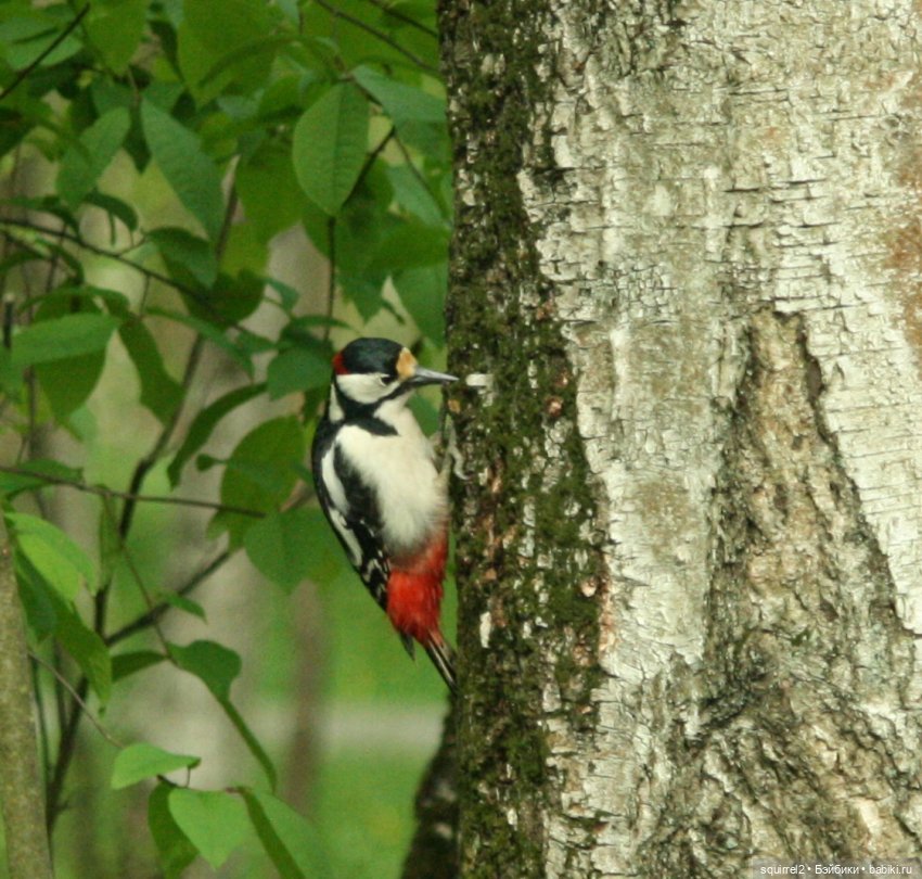 Принцесса и лягушка — Куклы Paola Reina (Паола Рейна): новинки