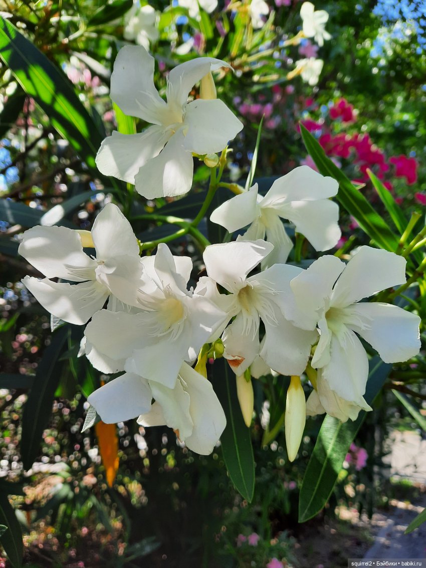 Вспоминаю Лето с Паолочками