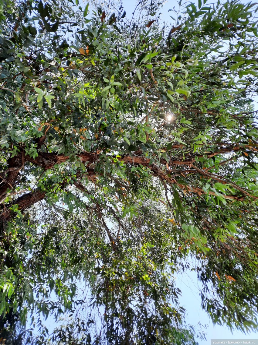 Вспоминаю Лето с Паолочками