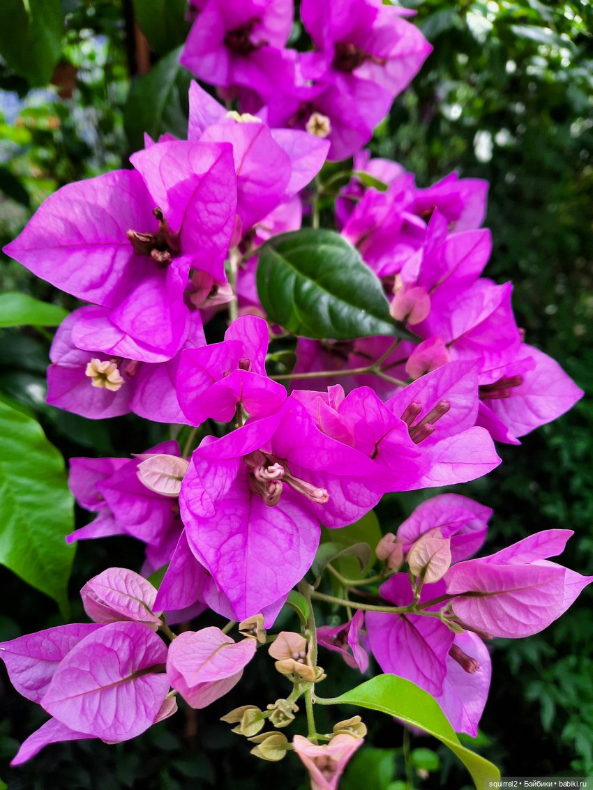 Вспоминаю Лето с Паолочками (фото 8)