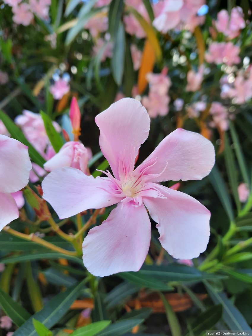 Вспоминаю Лето с Паолочками (фото 6)
