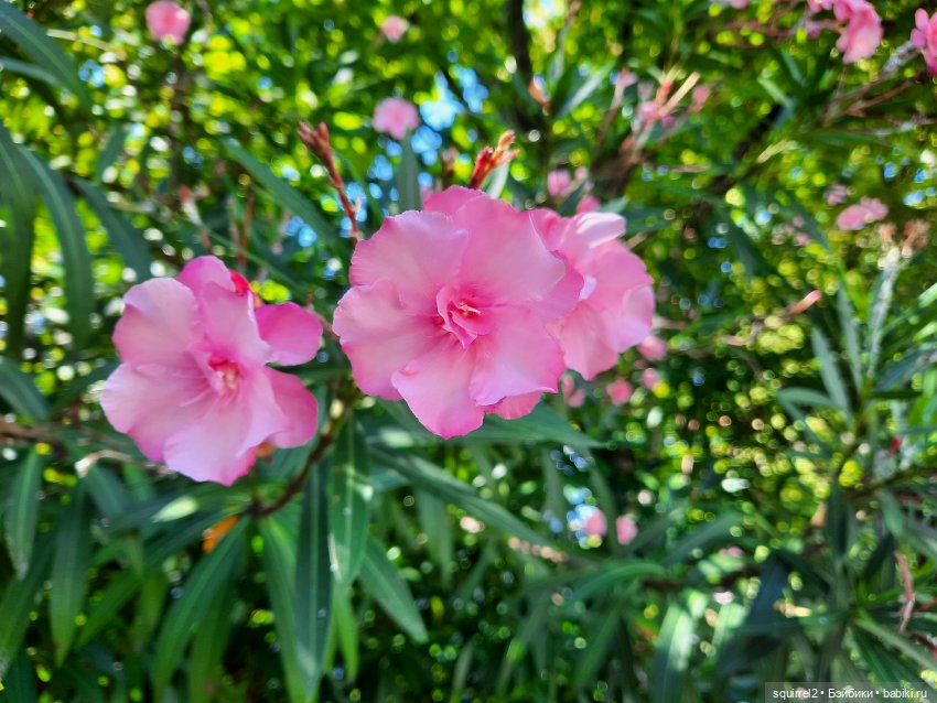 Вспоминаю Лето с Паолочками