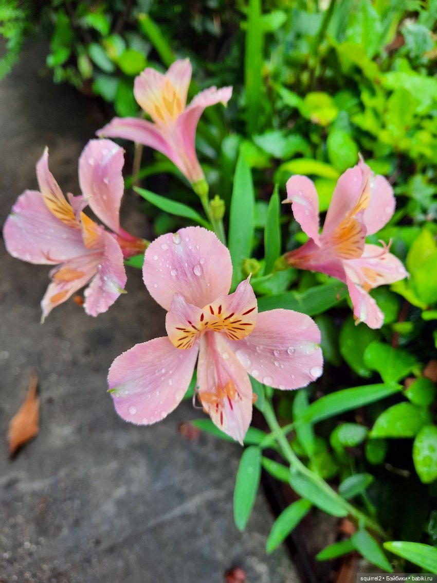 Вспоминаю Лето с Паолочками