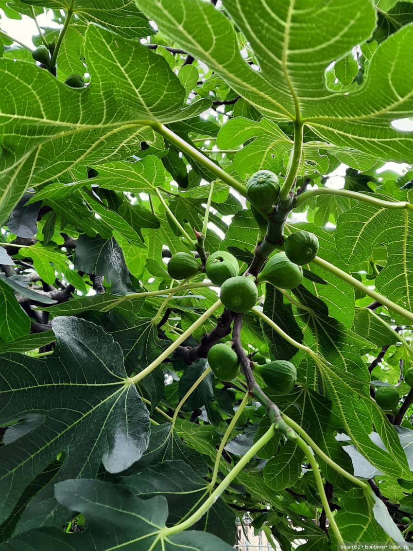 Вспоминаю Лето с Паолочками